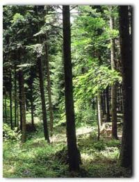 Cerbi peste tot, dar si pesteri multe